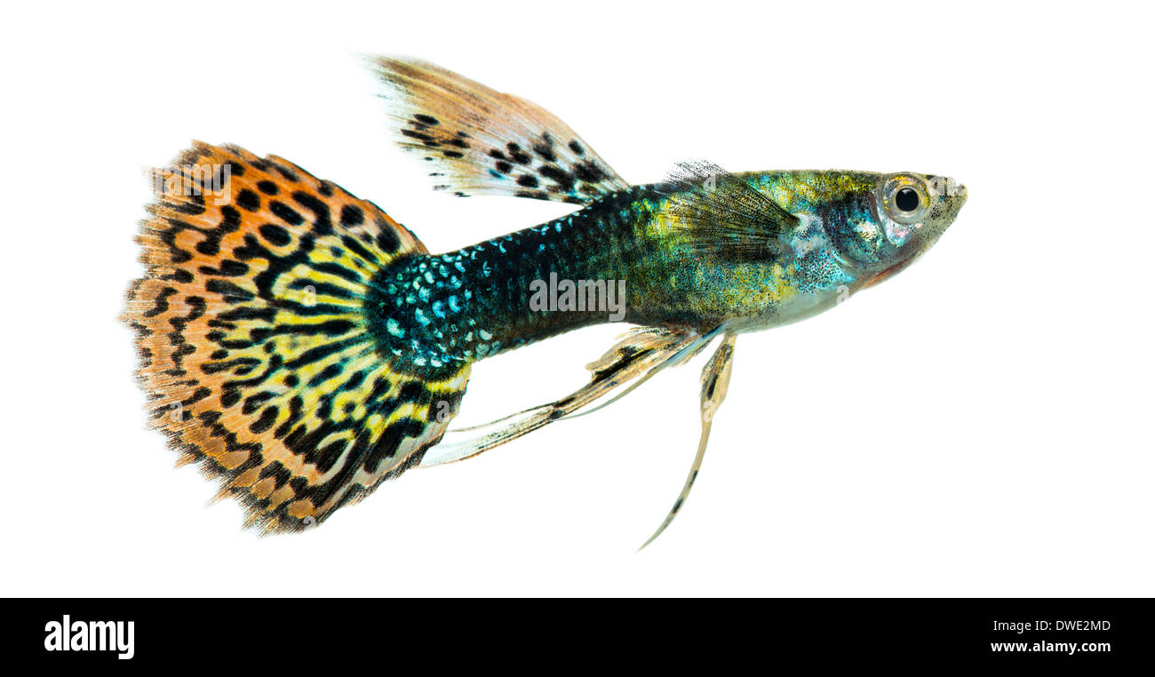 Side view of a Guppy swimming, Poecilia reticulata, against white background Stock Photo