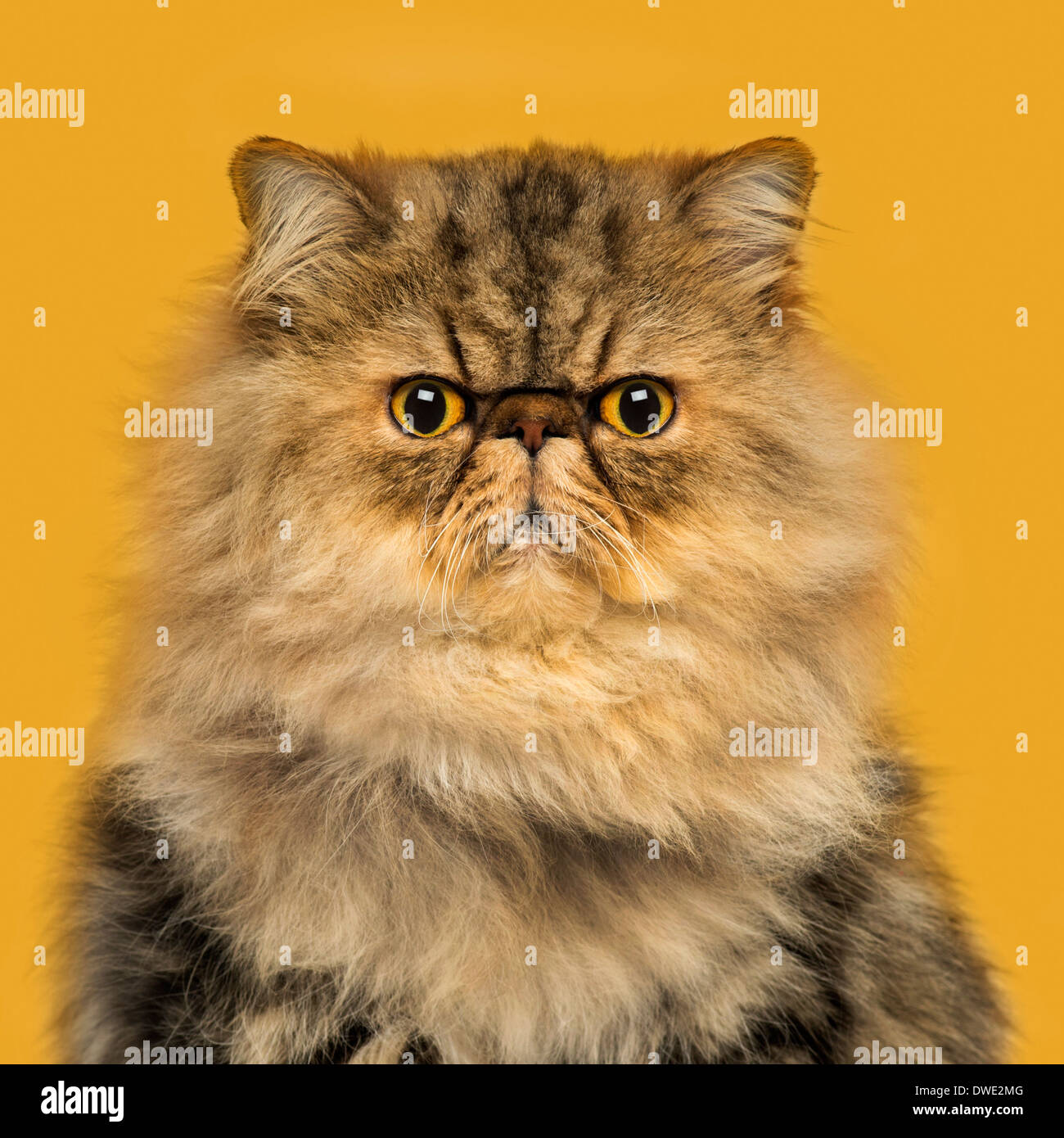 Front view of a grumpy Persian cat sitting, looking at the camera, on a orange background Stock Photo