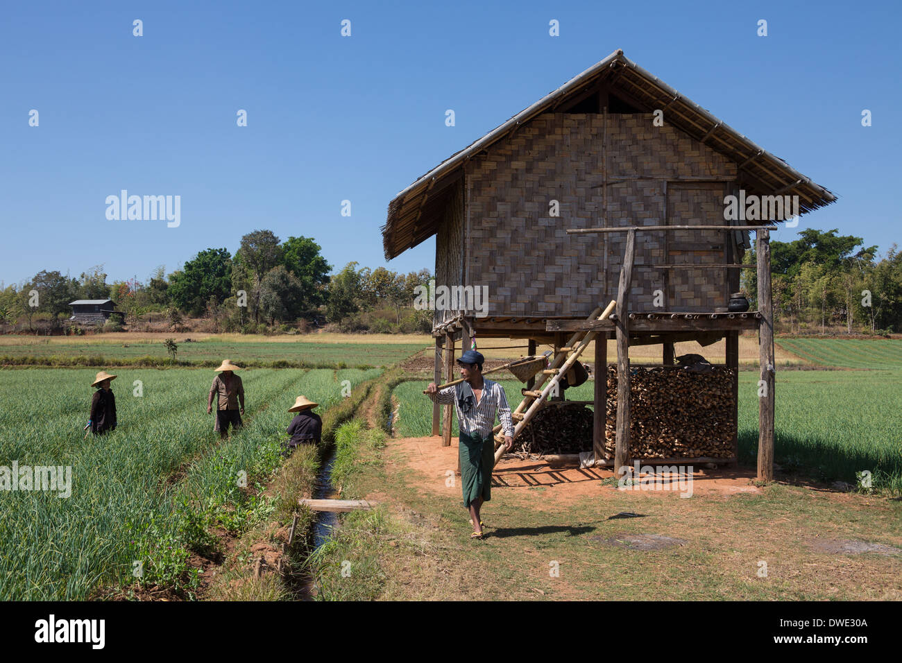 Local people working in the paddy fields near Rakku in Shan State in central Myanmar (Burma). Stock Photo