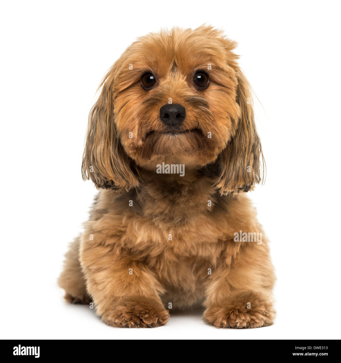 Crossbreed dog lying, looking at the camera, 5 years old, against white ...
