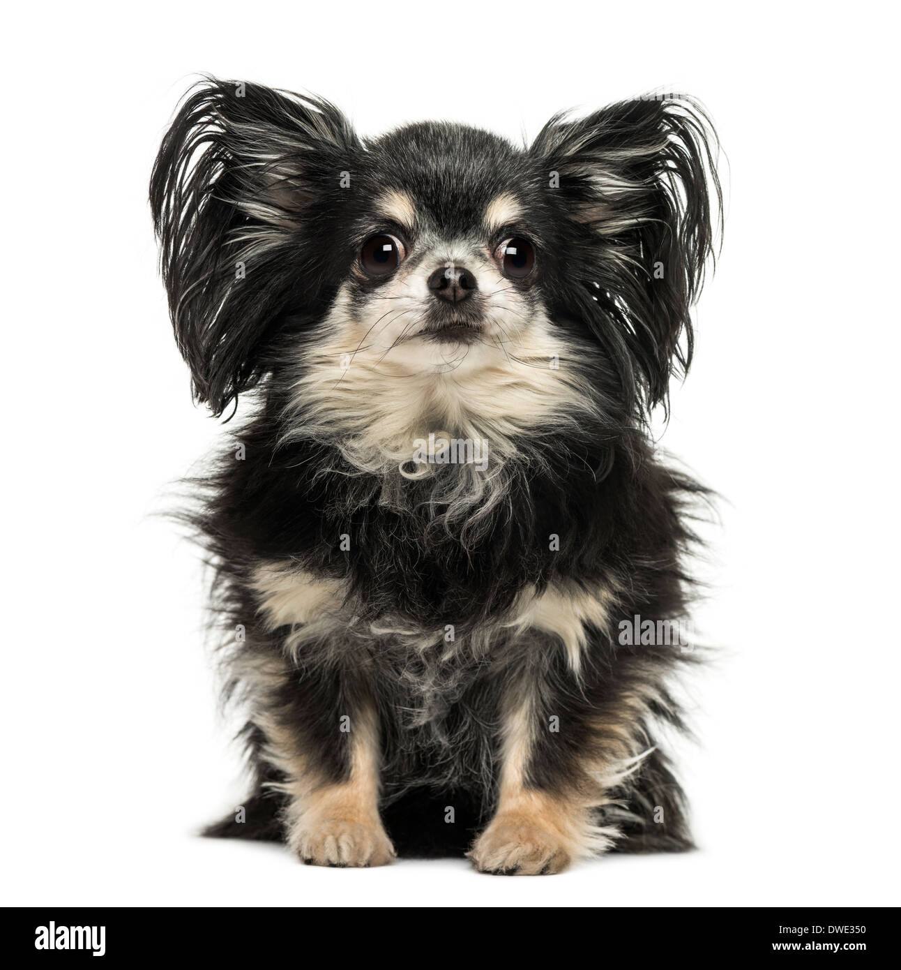 Long hair Chihuahua sitting, looking at the camera against white background Stock Photo