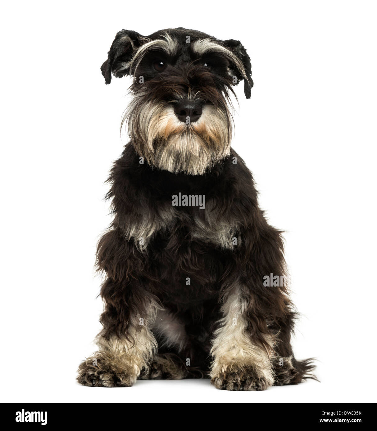 Front view of a Miniature Schnauzer sitting, looking at the camera, 1 year old, against white background Stock Photo