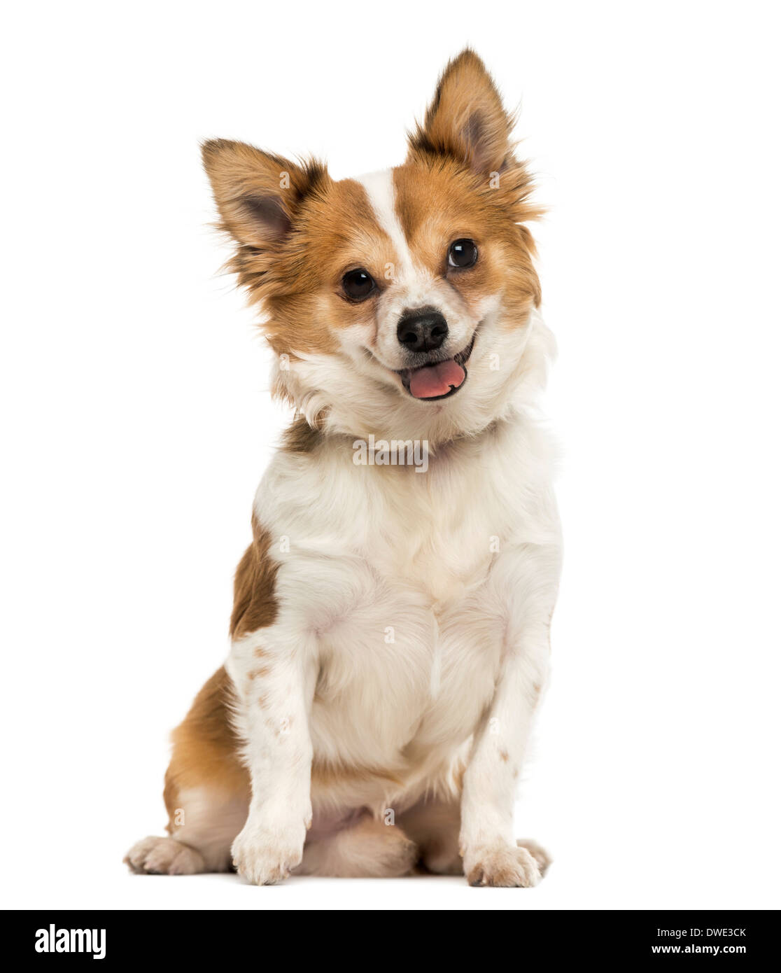 Front view of a Chihuahua sitting, panting with a cut tongue, 7 months old, against white background Stock Photo