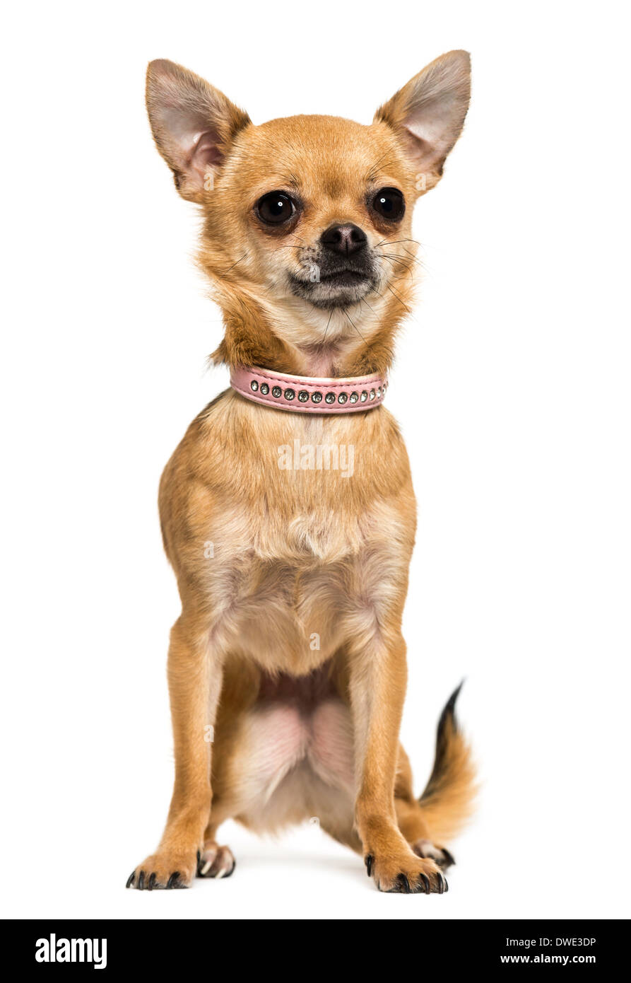 Front view of a Chihuahua wearing a pink collar, sitting, 2,5 years old, against white background Stock Photo