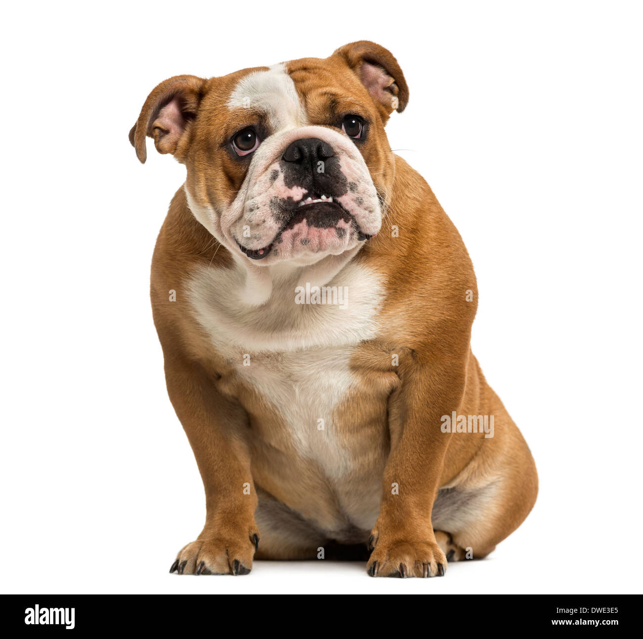 One year sale old bulldog