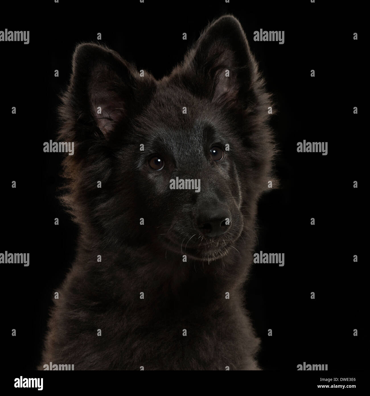 Close-up of a Greenland Dog puppy, 4 months old, on a black background Stock Photo