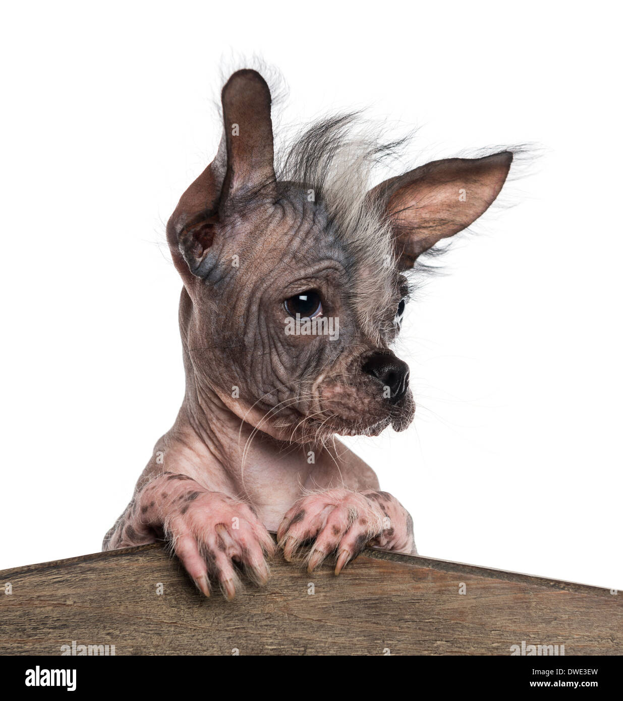 Close-up of a Chinese crested dog leaning on a wooden board against white background Stock Photo
