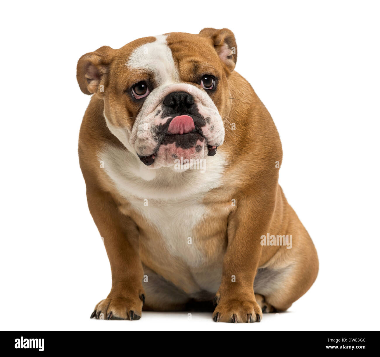 English Bulldog sitting licking 1 year old against white