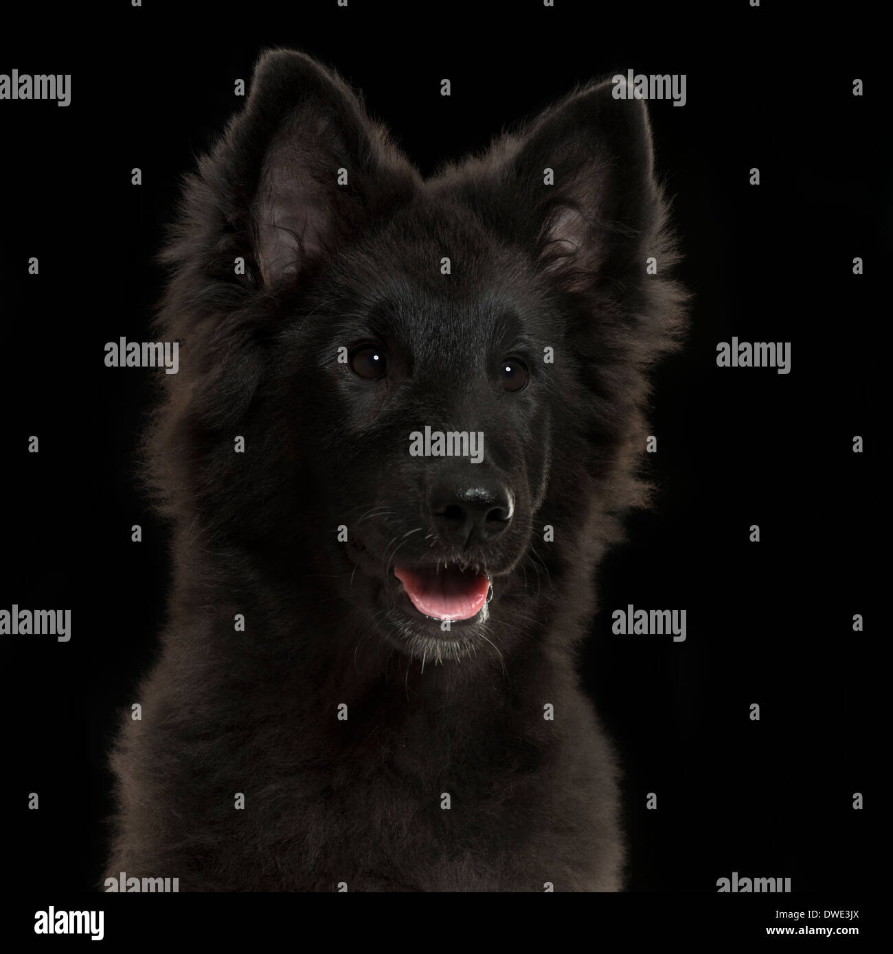 Close-up of a Greenland Dog puppy panting, 4 months old, on a black background Stock Photo