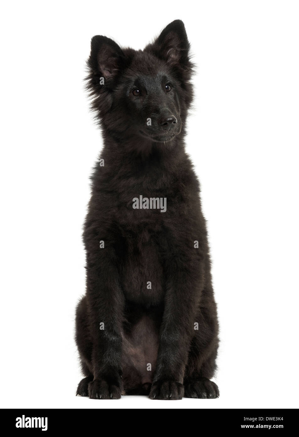 Greenland Dog puppy sitting, looking away, 4 months old, against white background Stock Photo