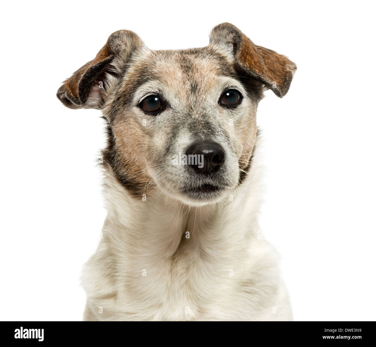 Close up Of An Old Jack Russell Terrier 13 Years Old Against White Close up Of An Old Jack Russell Terrier 13 Years Old Against White