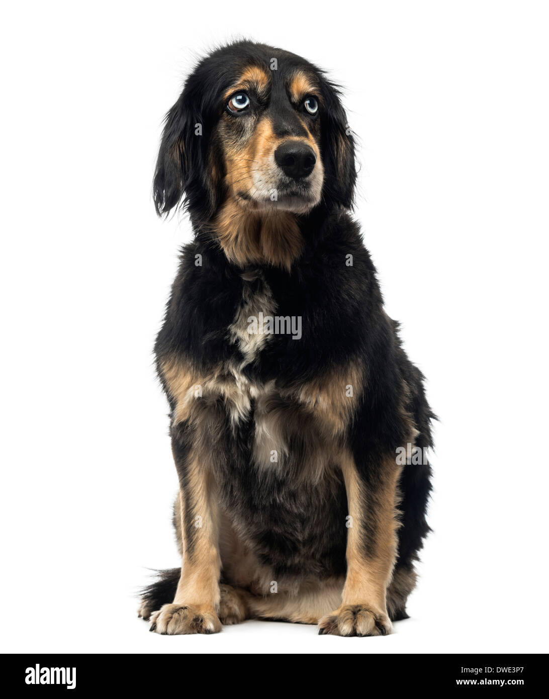 Crossbreed dog sitting, looking up, against white background Stock ...
