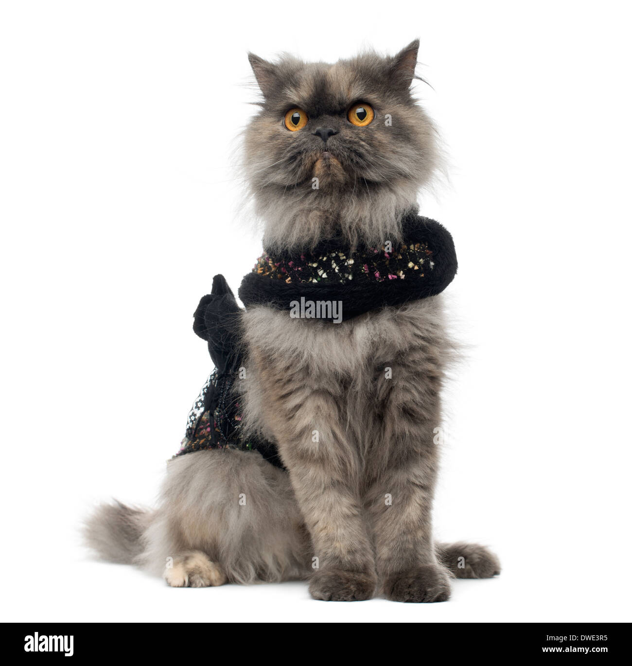 Grumpy Persian cat wearing a shiny harness, sitting, in front of white background Stock Photo
