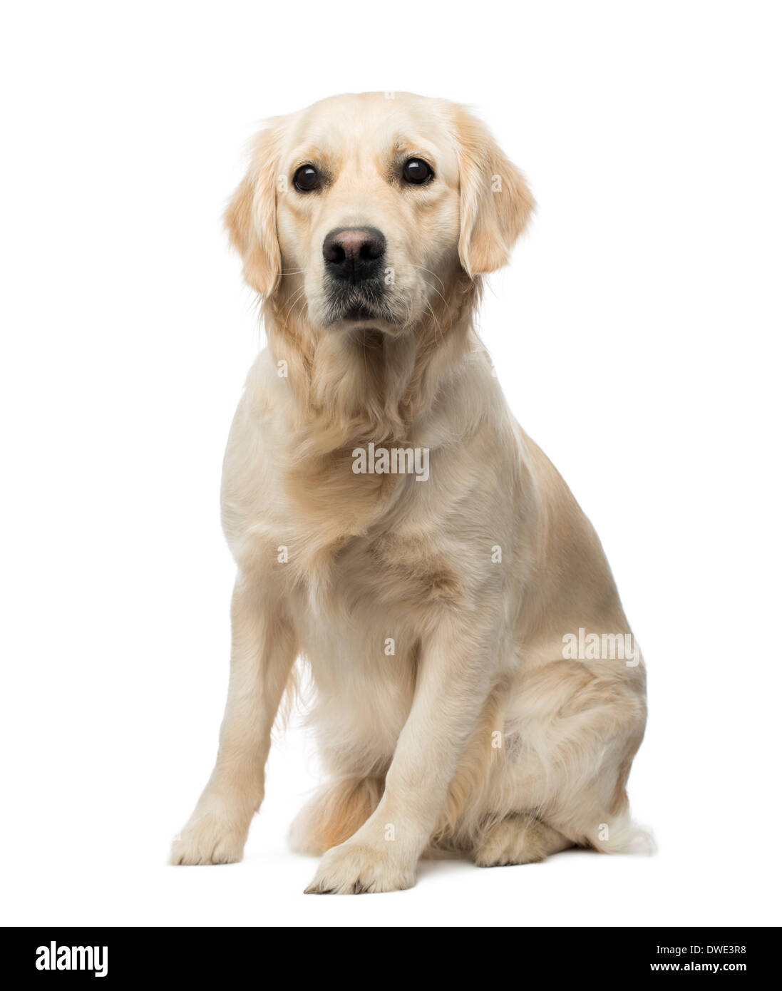 Golden Retriever sitting, alert, 18 months old, against white