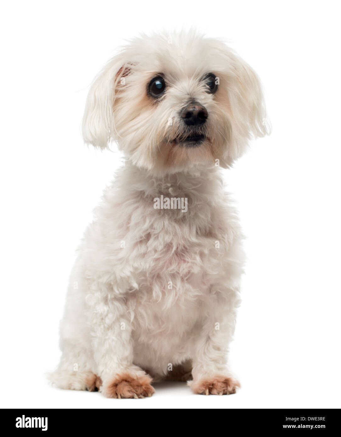 Old Maltese dog with cataract, sitting, looking away, 15 years old, against white background Stock Photo