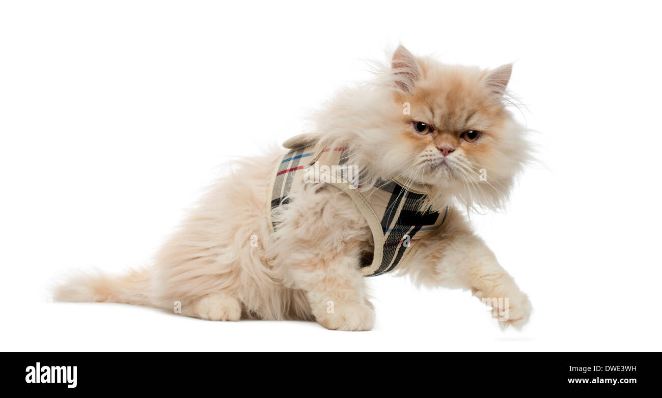 Side view of a Persian kitten with tartan harness, walking away, 4 months old, in front of white background Stock Photo