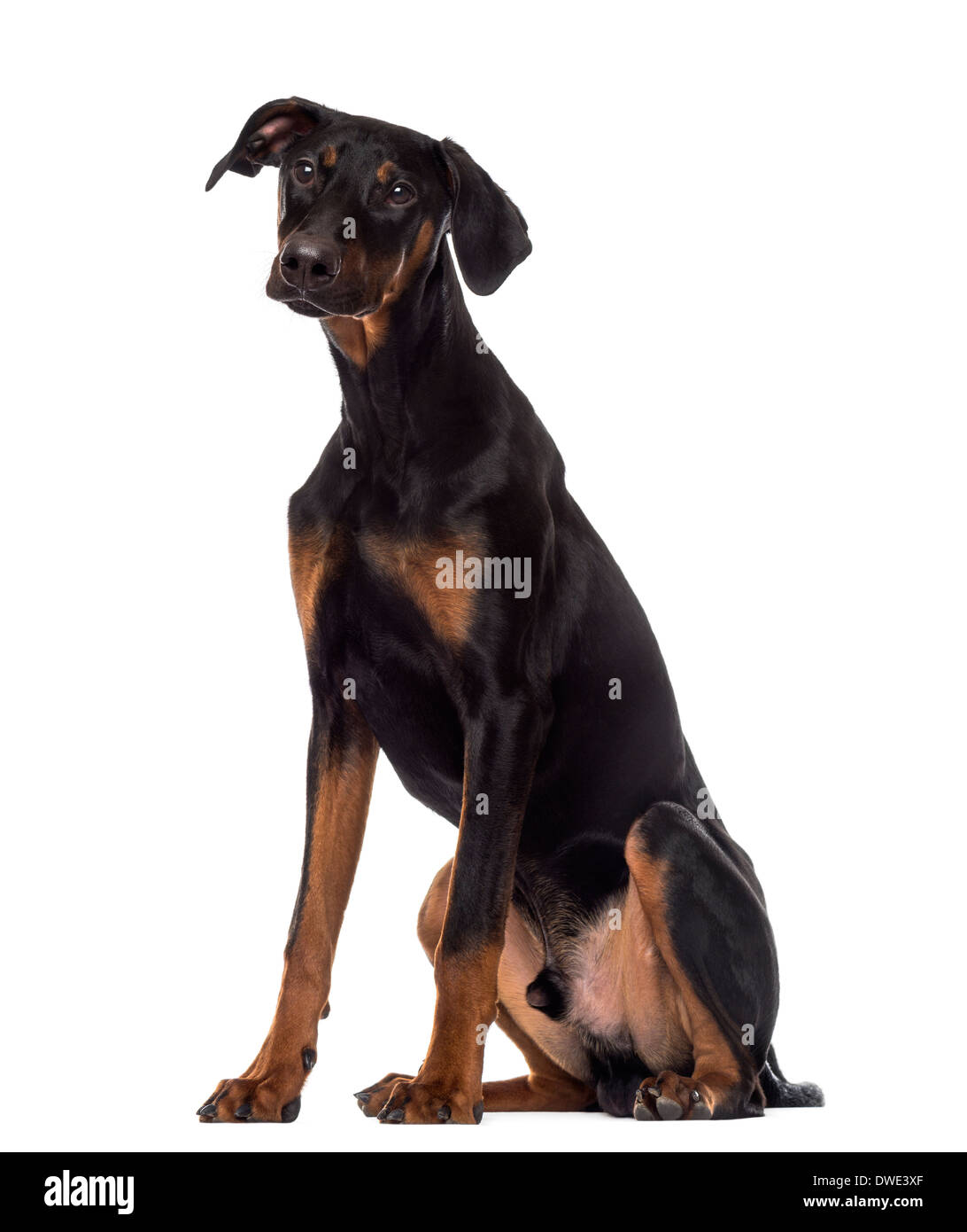 Doberman Pinscher puppy sitting, 6 months old, against white background Stock Photo