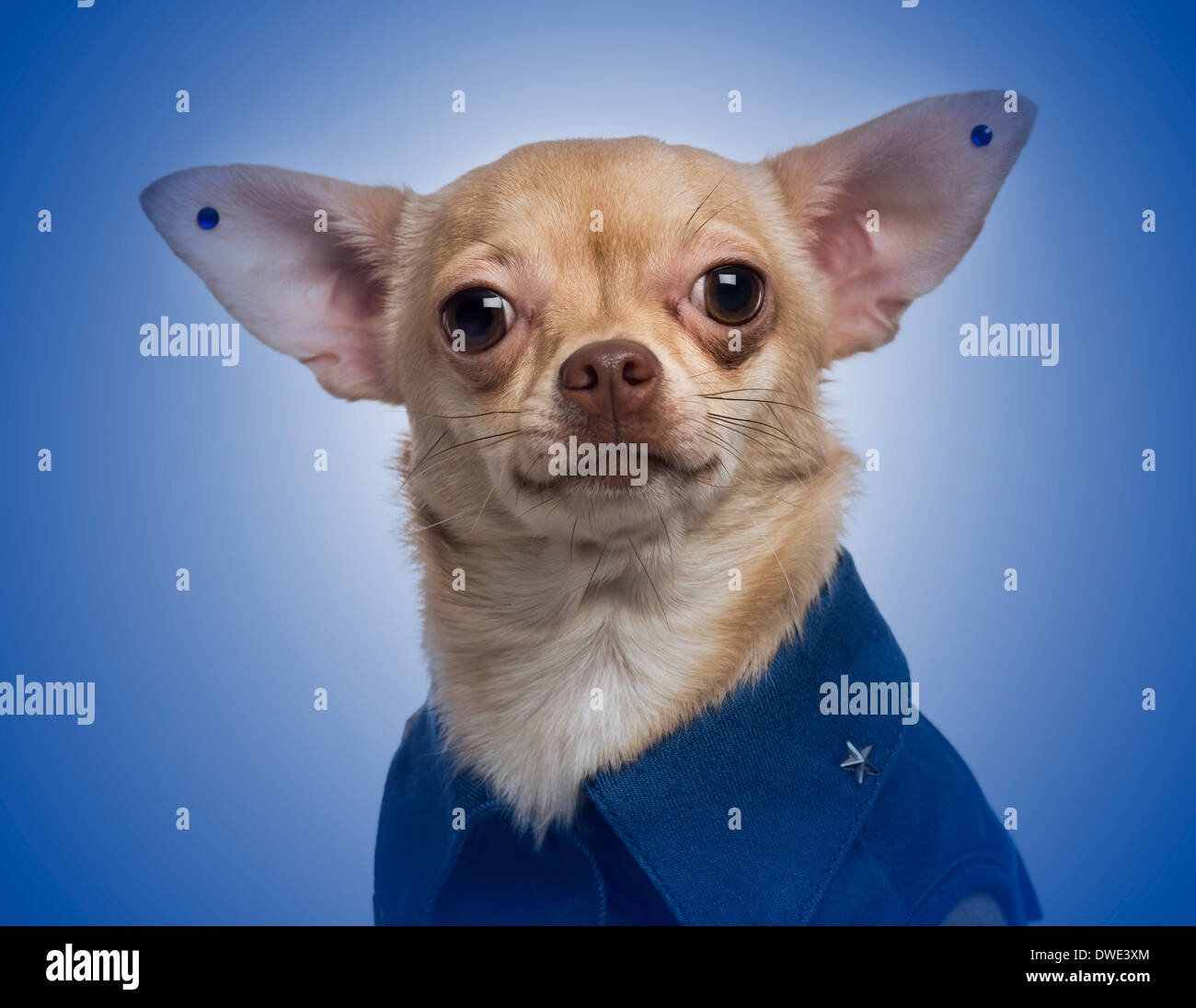 Dressed-up Chihuahua with earrings on a blue gradient background Stock Photo