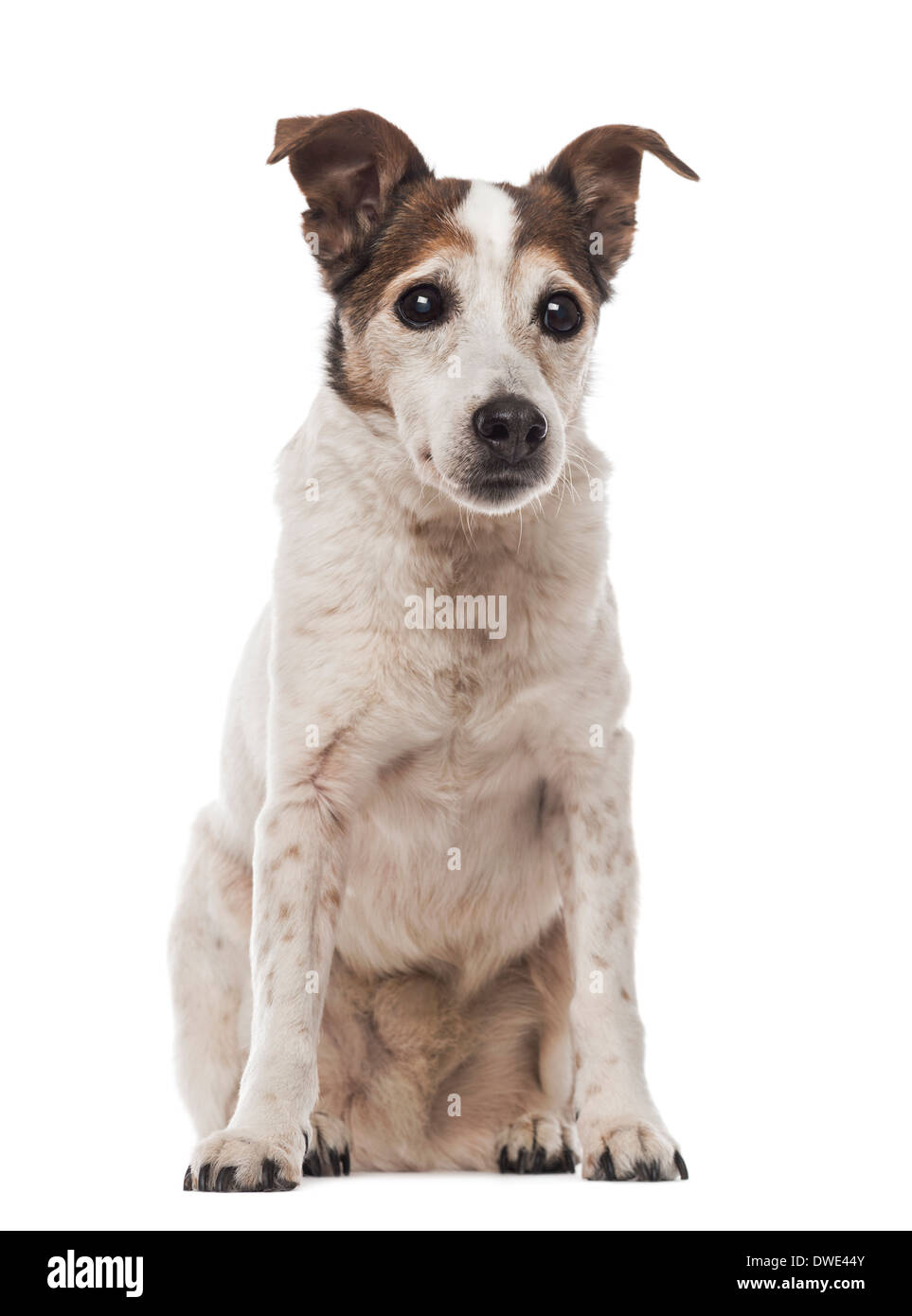 Old Jack Russell Terrier sitting, facing, 17 years old, against white background Stock Photo