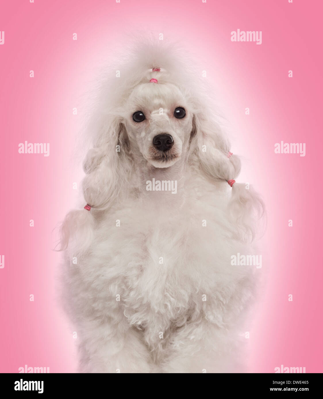 Close-up of a Poodle facing the camera, on a gradient pink background Stock Photo