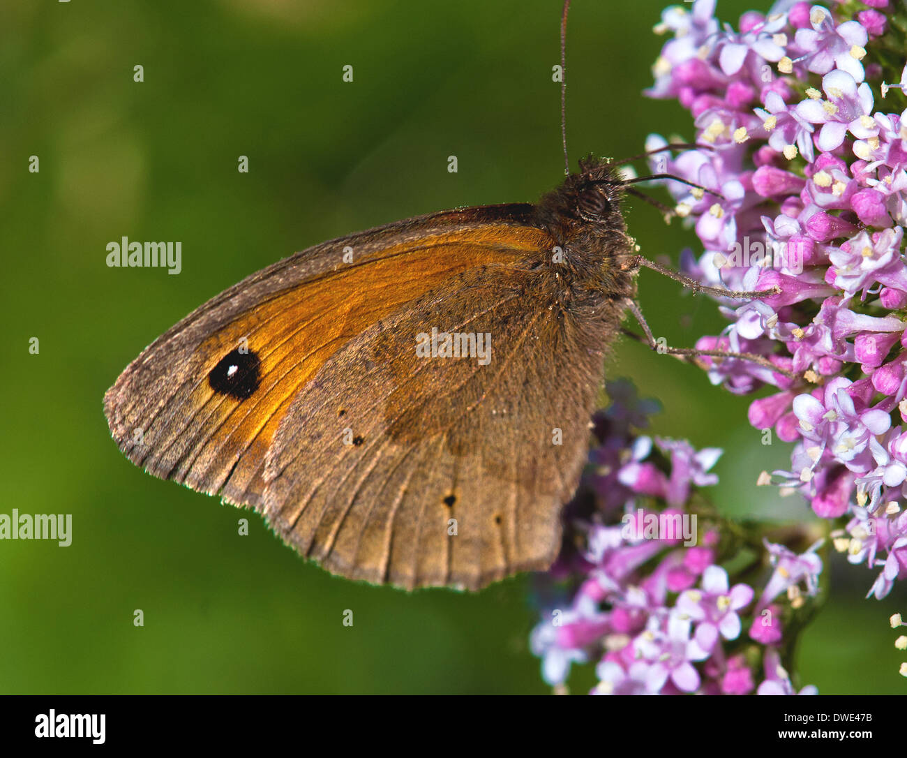 Small Heath Butterfly (Coenonympha pamphilus) Stock Photo