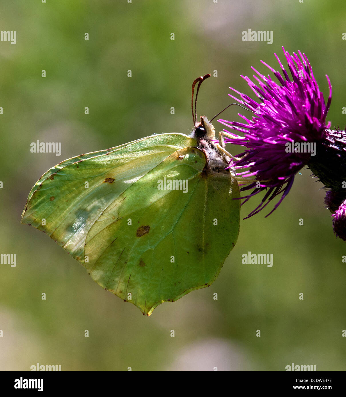 Female Brimstone butterfly (Gonepteryx rhamni) on thistle Stock Photo