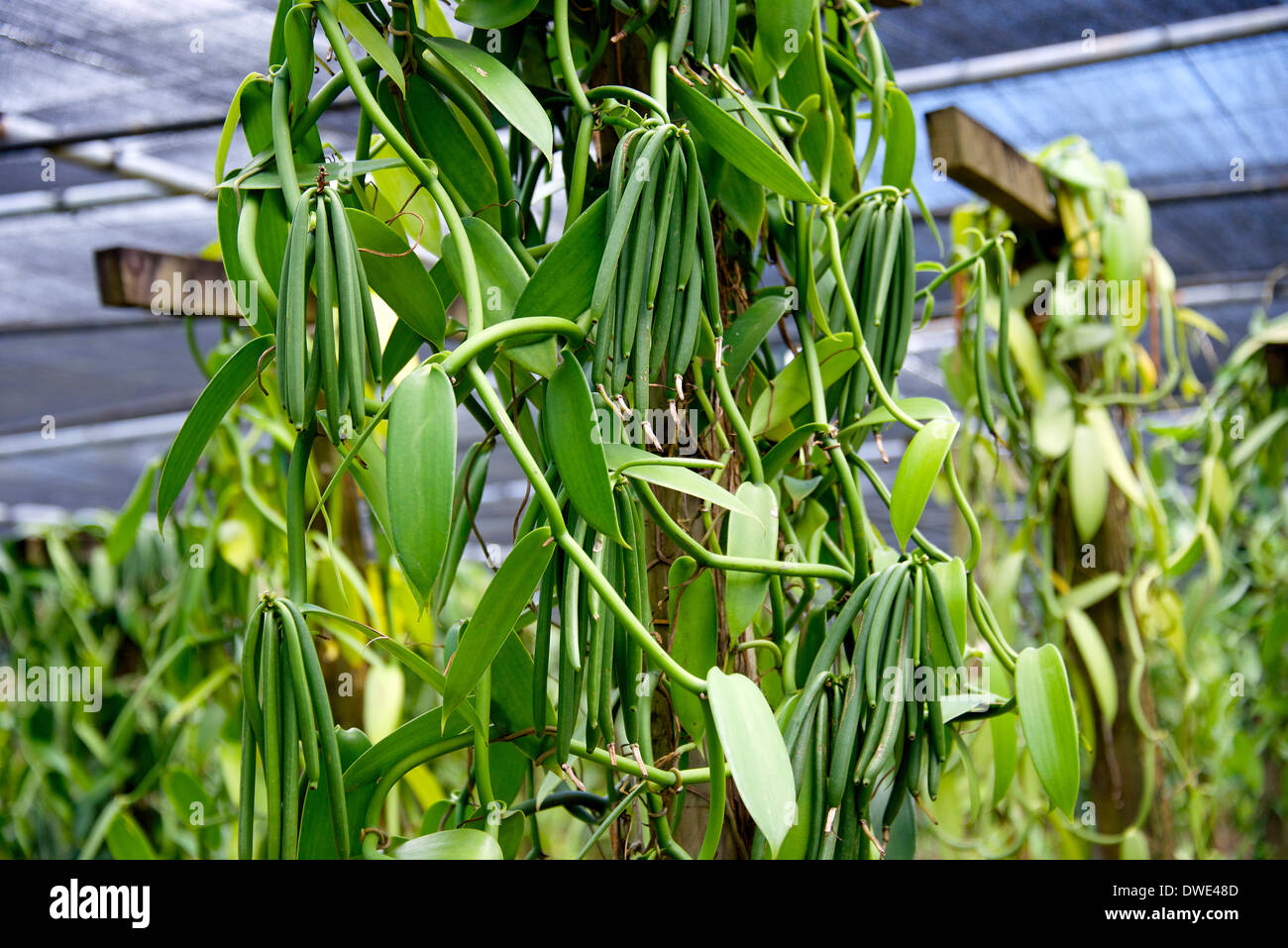 Vanilla bean plantation, Mauritius Island Stock Photo