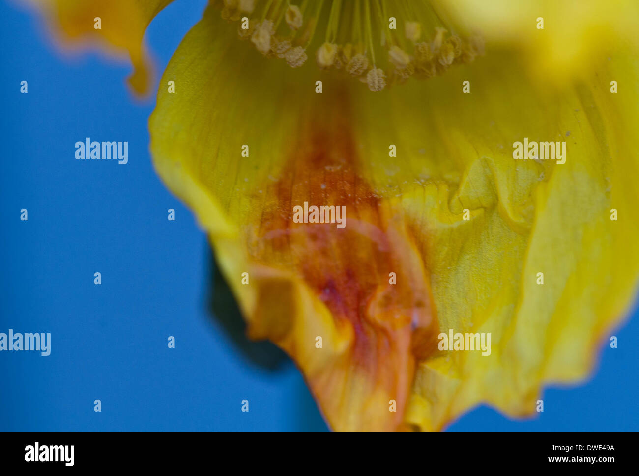 Daffodil close up in an abstract definition Stock Photo Alamy