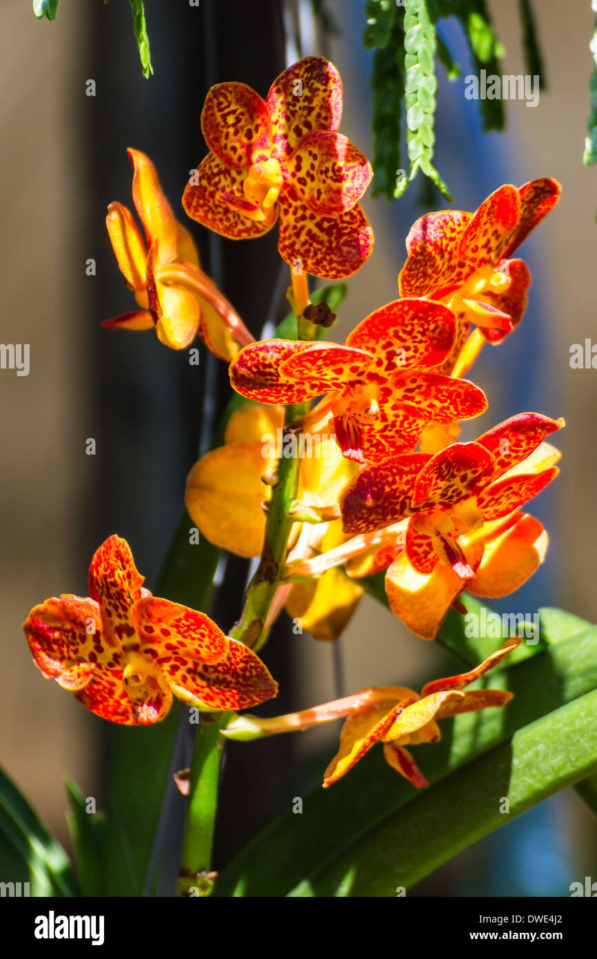 Orange Orchid Stock Photo