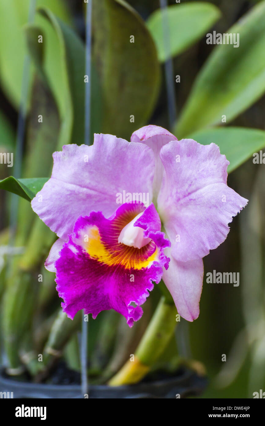 Cattleya pueple orchid Stock Photo