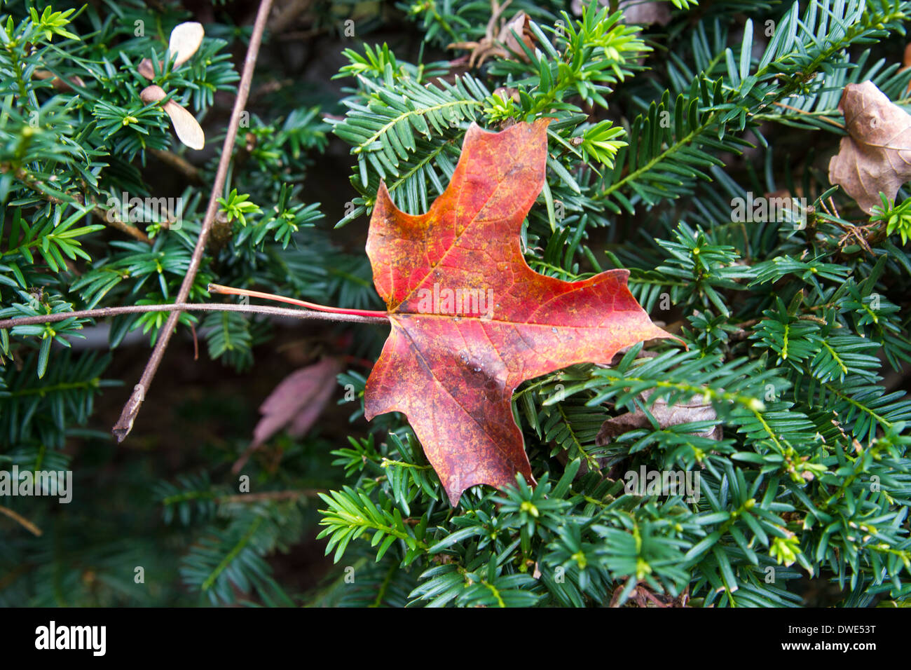 Beaver maple leaf hi-res stock photography and images - Alamy