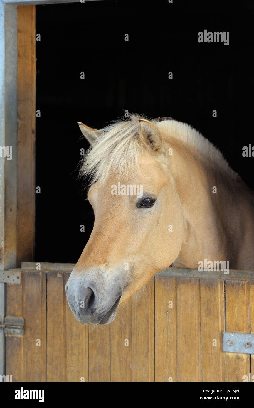 Norwegian Fjord horse Stock Photo