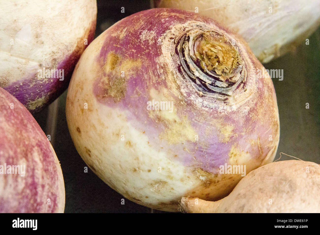 Red Rutabega Swede rutabaga hi-res stock photography and images - Alamy
