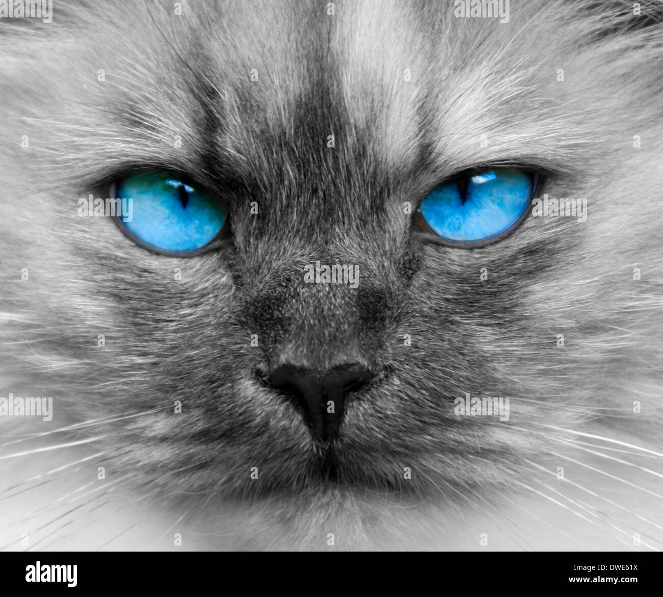 Close up of a Birman Cat with the blue eyes highlighted. Stock Photo