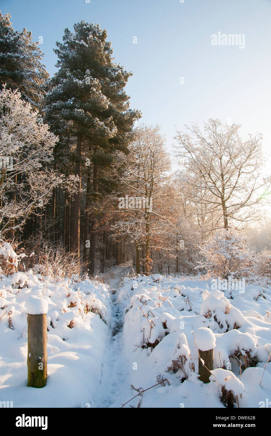 Winter in woodland near Calverton in Nottinghamshire, England UK Stock