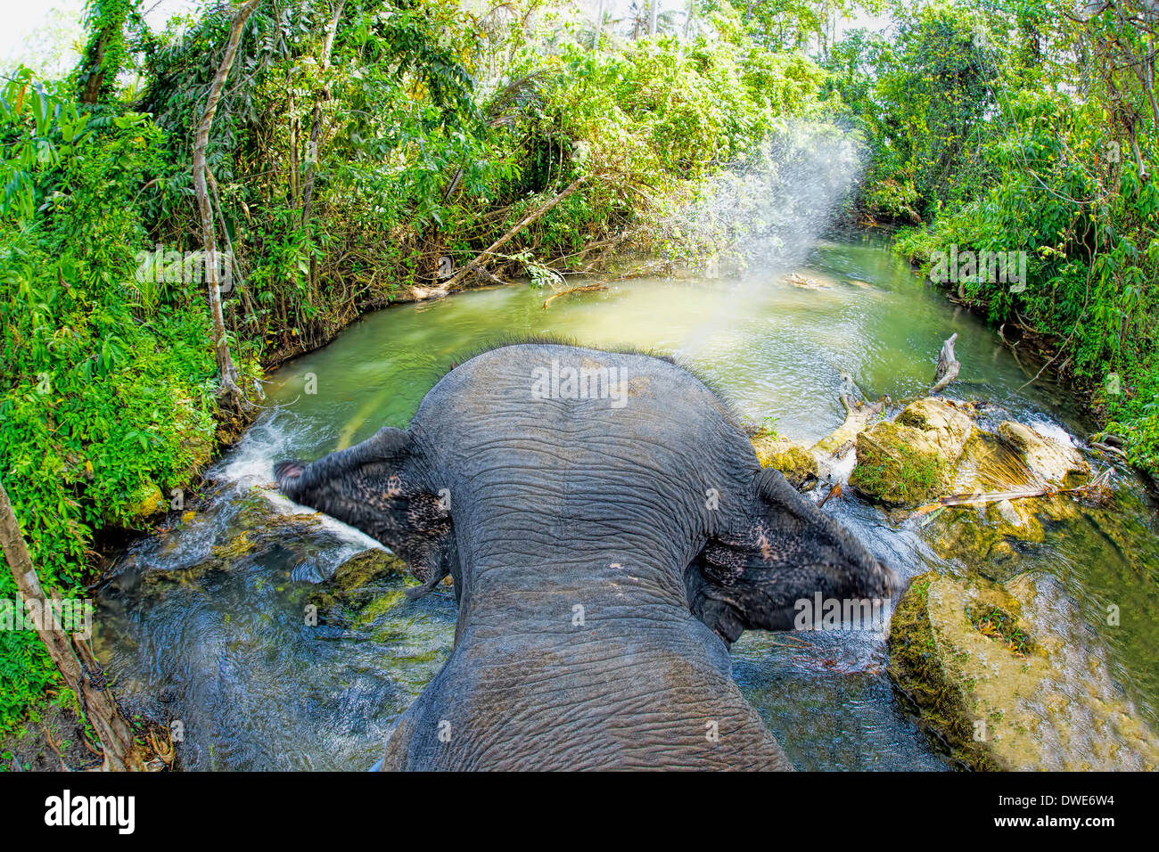 Elephant riding Stock Photo