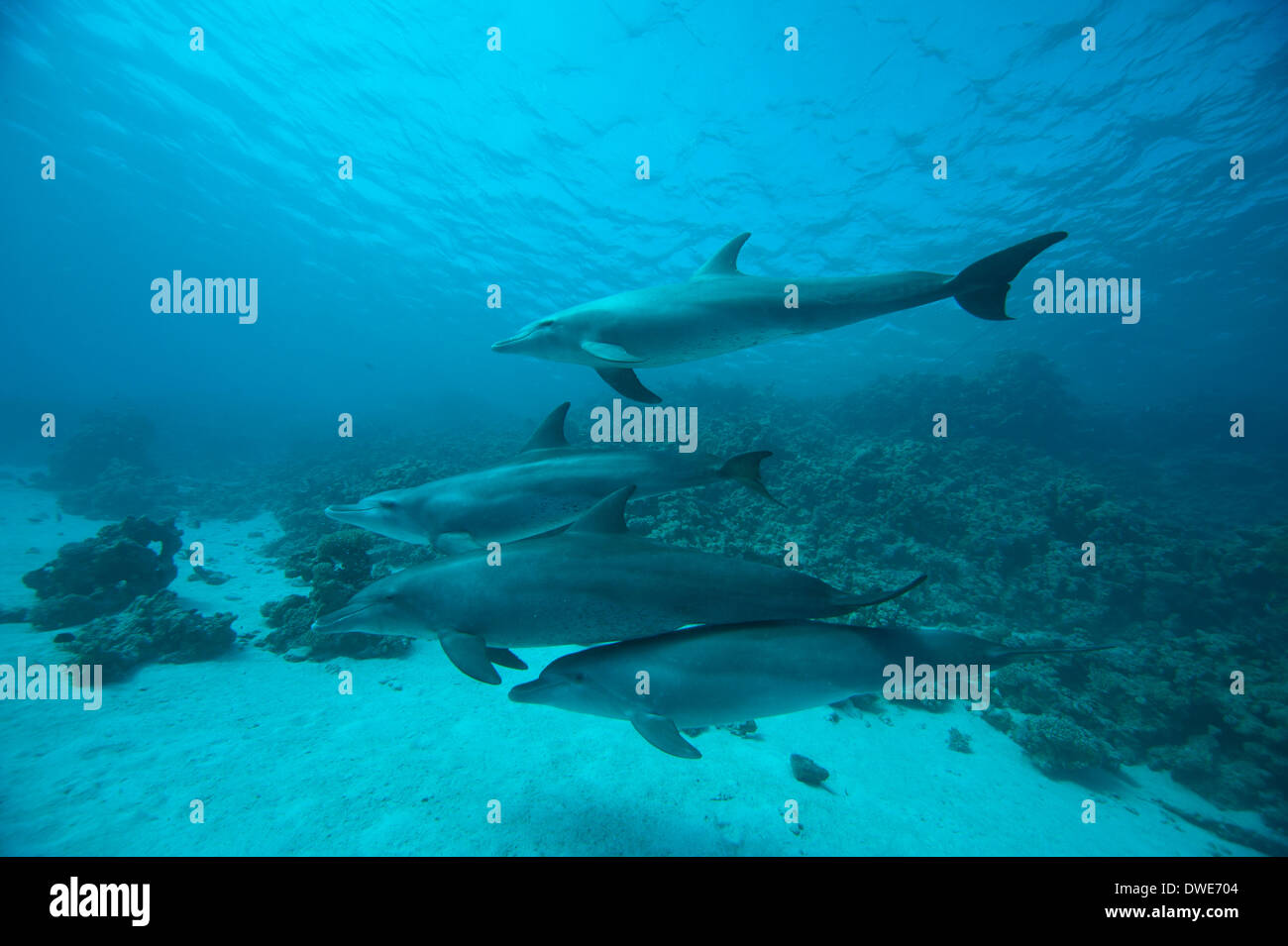 Bottlenose dolphin pod Red Sea Egypt Stock Photo