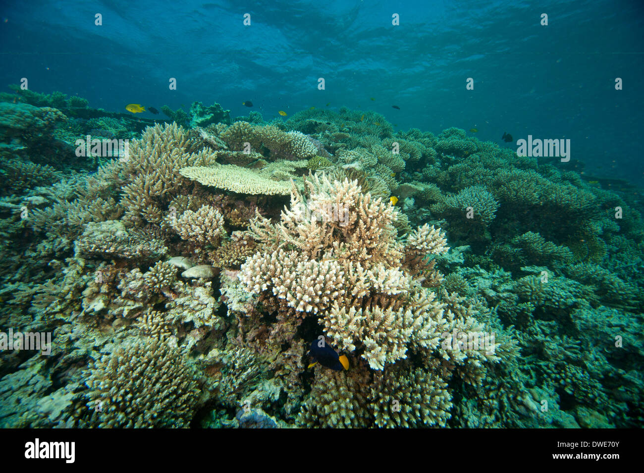Staghorn and Cauliflower Red Sea Corals Red Sea Egypt Stock Photo