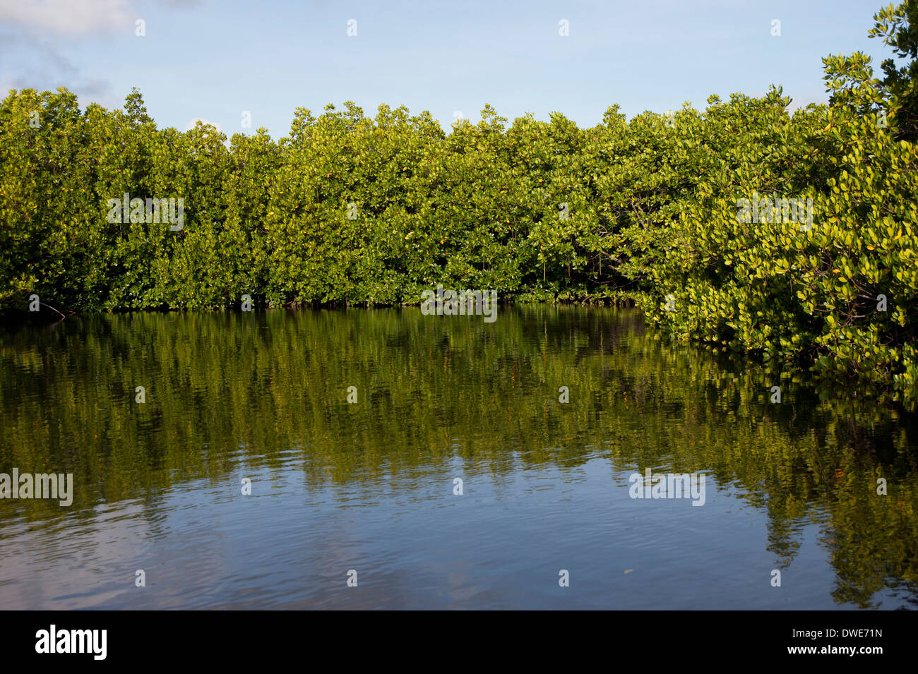 Mangrove genus Sonneratia Yap Micronesia Pacific Stock Photo