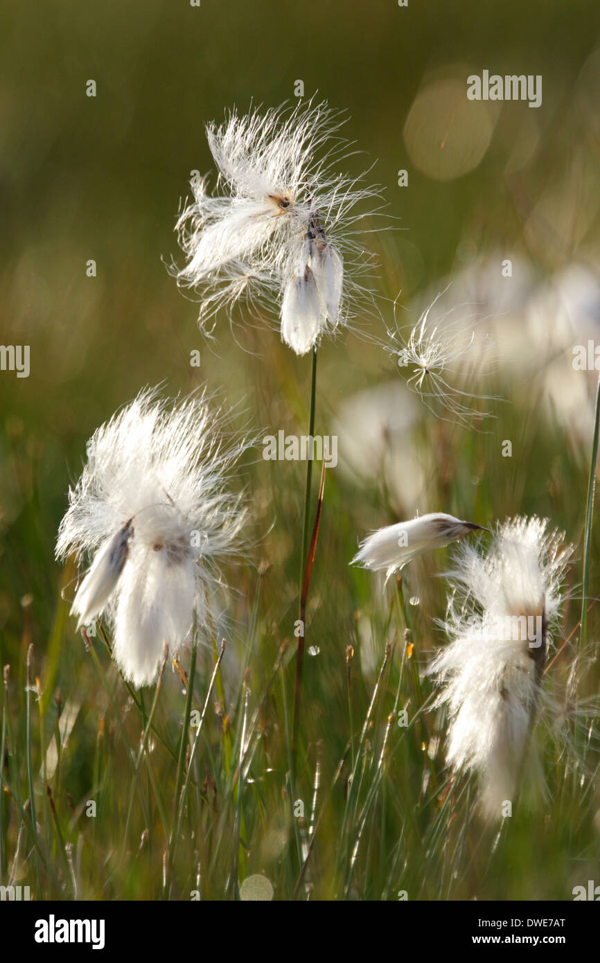 Common cotton-grass Eriophorum angustifolium Scotland UK Stock Photo