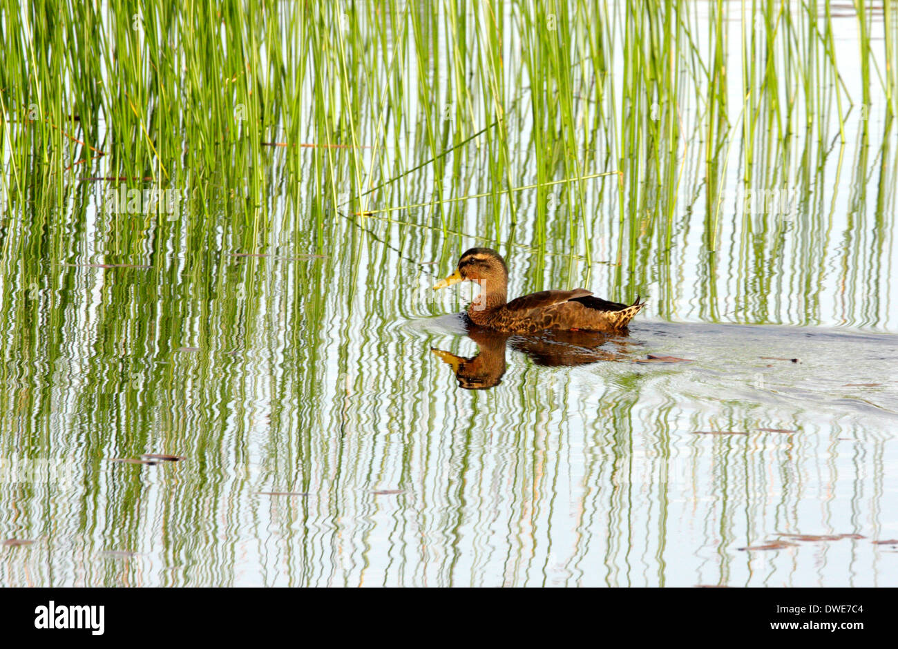 waterfowl-of-scotland-hi-res-stock-photography-and-images-alamy