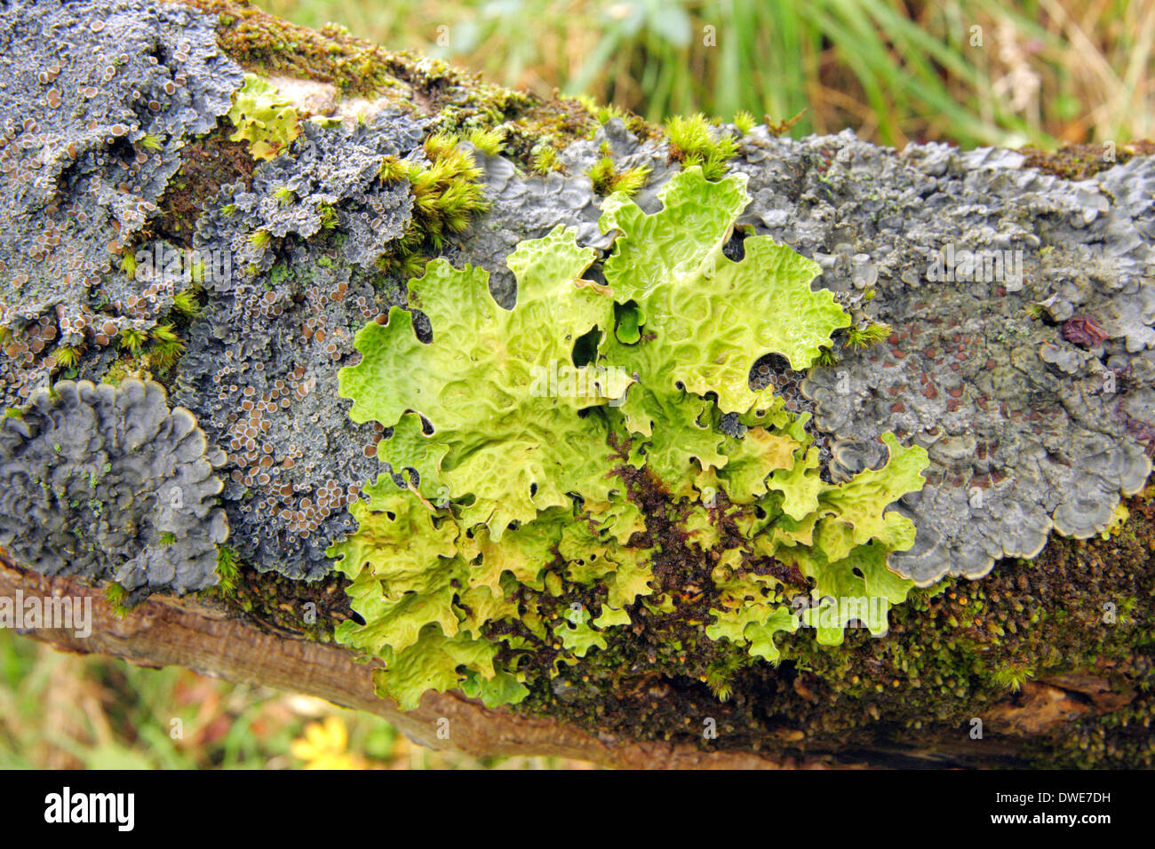 Parmeliella pumbea lichen with tree lungwort Scotland UK Stock Photo