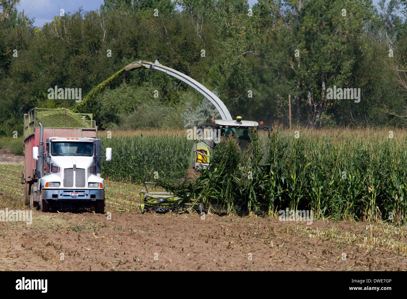 Corn harvest in Canyon County, Idaho, USA. Stock Photo