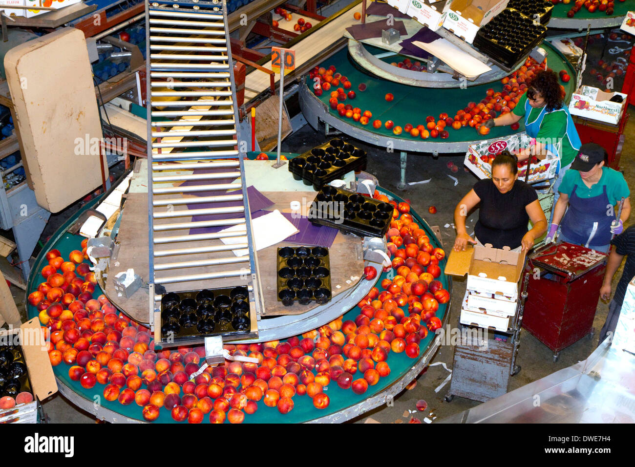 Workers sort peaches at the Symms Fruit Ranch packing facility near Sunny Slope, Idaho, USA. Stock Photo