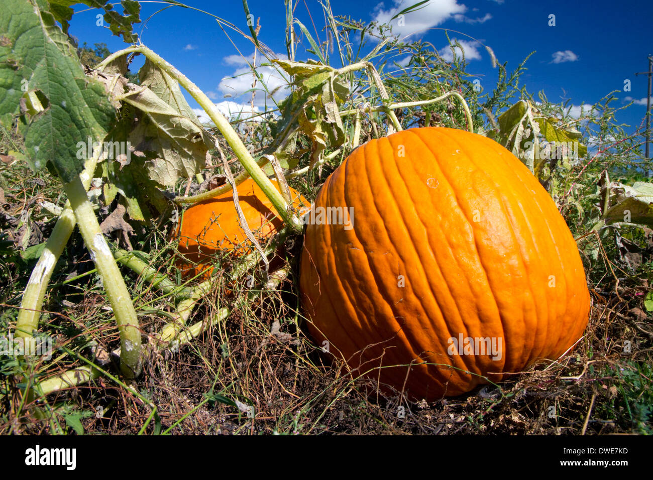 Pumpkin patch in Canyon County, Idaho, USA. Stock Photo