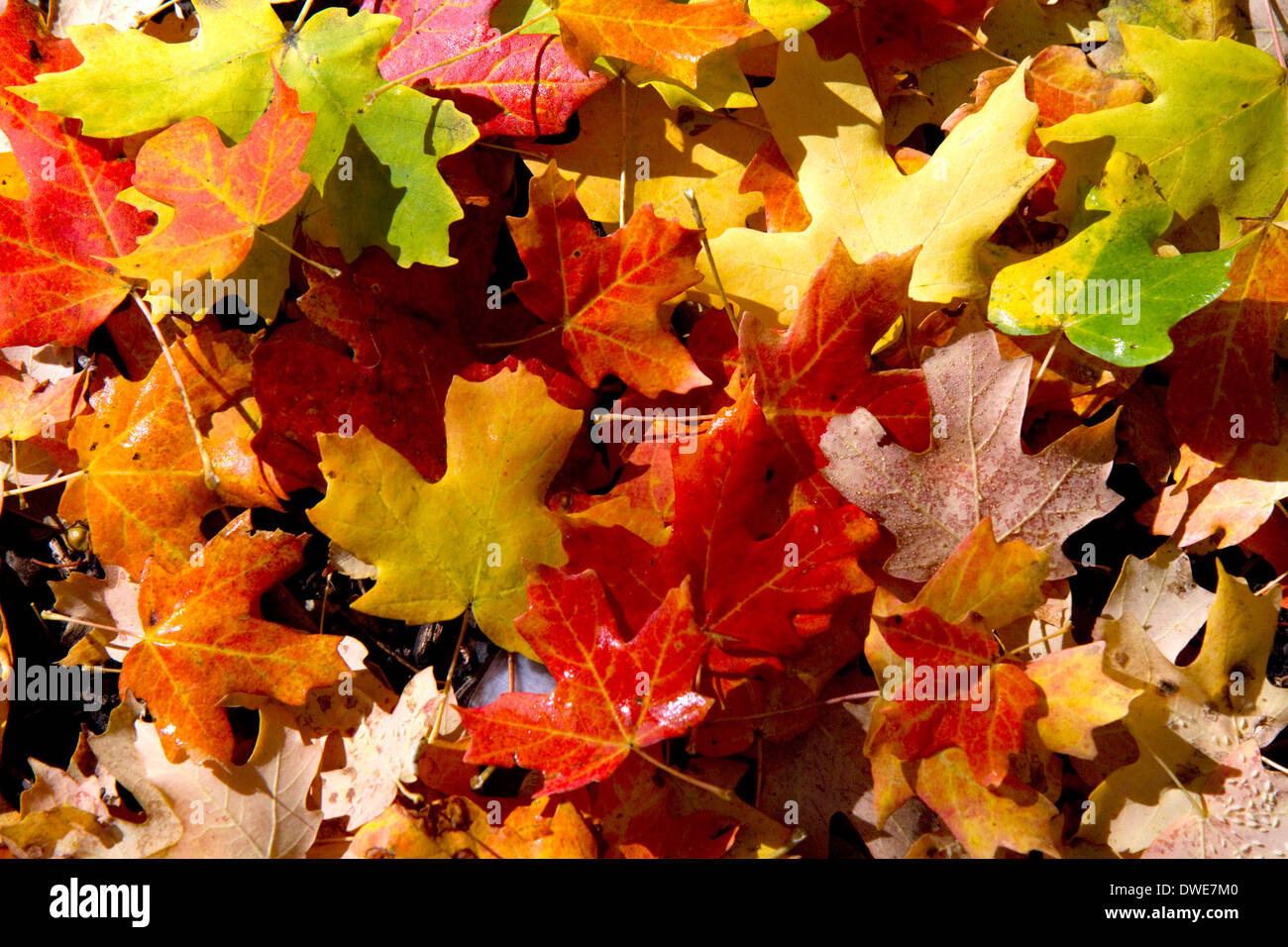 Colorful fallen deciduous tree leaves on the forest floor in Logan Canyon, Utah, USA. Stock Photo