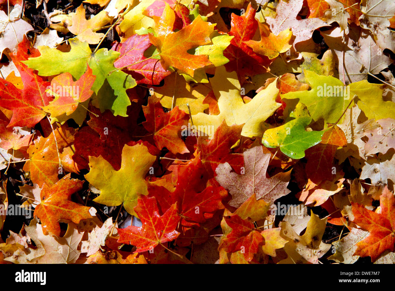 Colorful fallen deciduous tree leaves on the forest floor in Logan Canyon, Utah, USA. Stock Photo