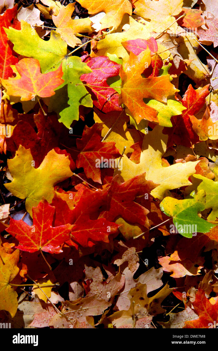 Colorful fallen deciduous tree leaves on the forest floor in Logan Canyon, Utah, USA. Stock Photo