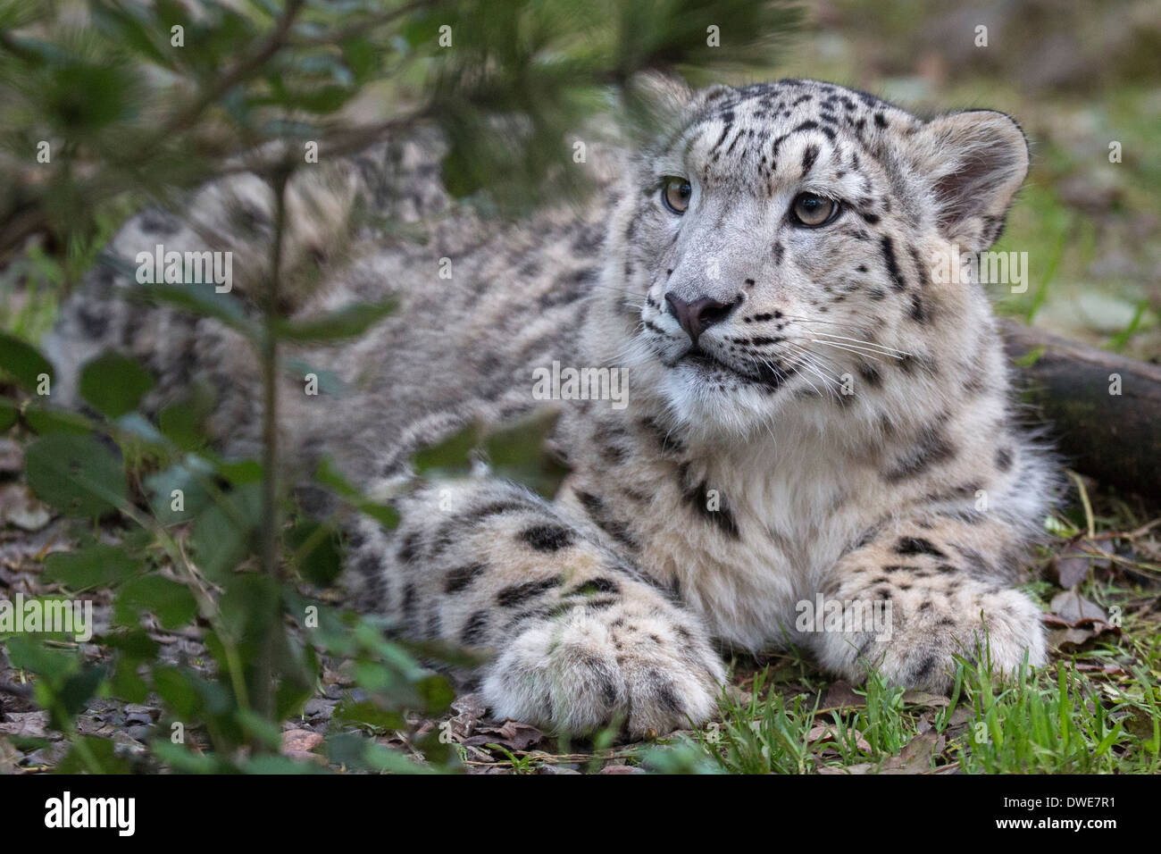 Snow Leopard cub 7 months old. Stock Photo
