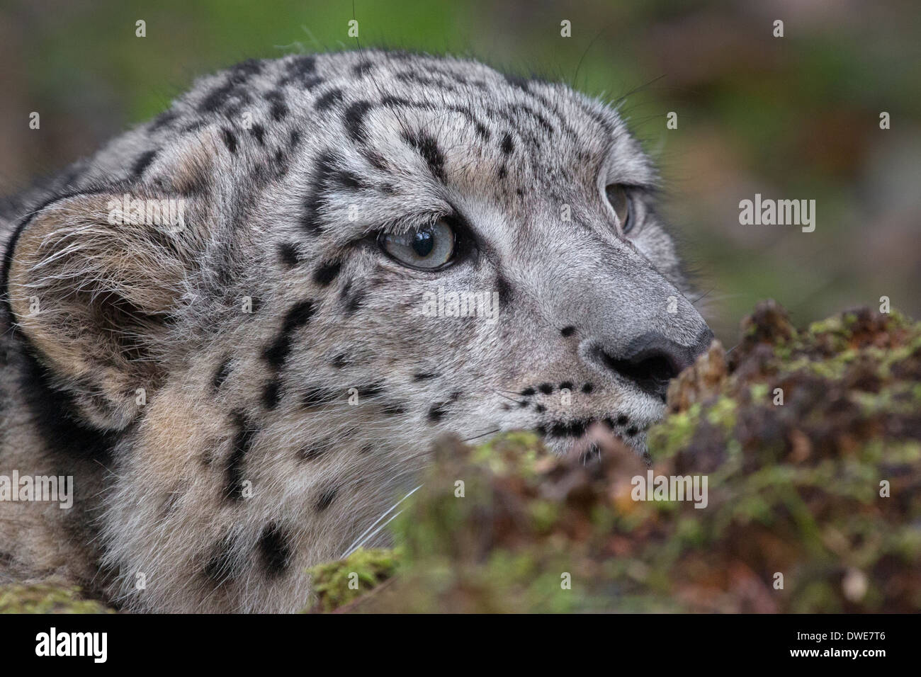 Snow Leopard cub 7.5 months old. Stock Photo
